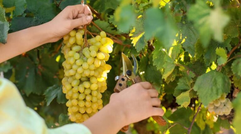 Vineyard Pruner