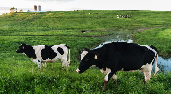 Dairy Farm Worker in Canada