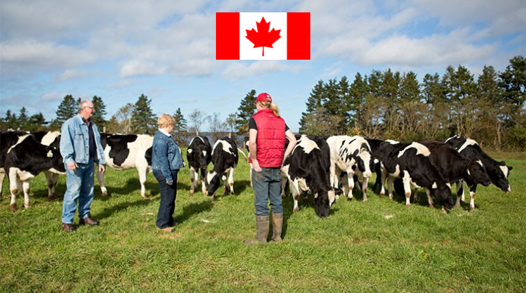 dairy farm jobs in canada